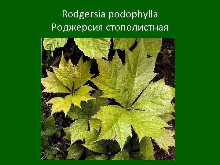 Rodgersia podophylla Роджерсия стополистная 