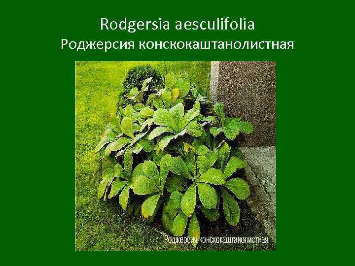 Rodgersia aesculifolia Роджерсия конскокаштанолистная 