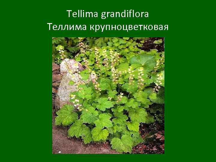 Tellima grandiflora Теллима крупноцветковая 