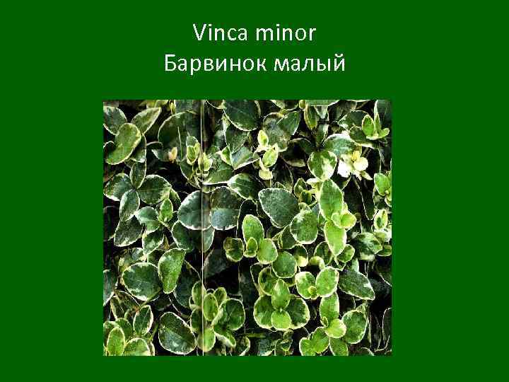 Vinca minor Барвинок малый 