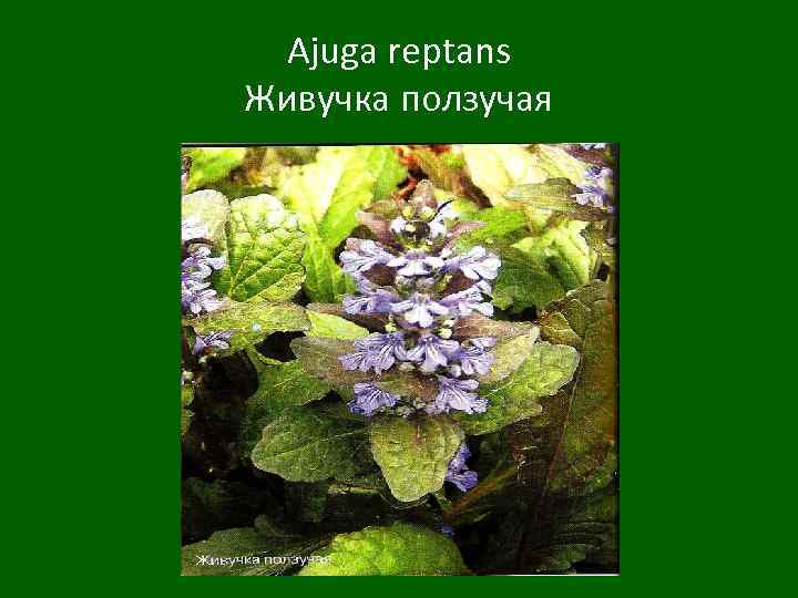 Ajuga reptans Живучка ползучая 