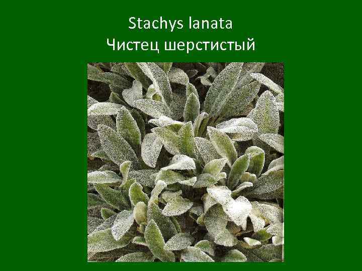 Stachys lanata Чистец шерстистый 