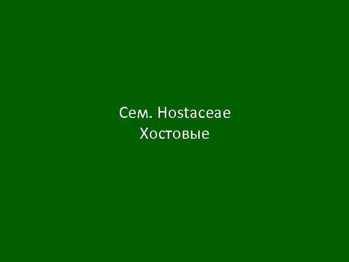 Сем. Hostaceae Хостовые 