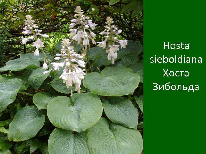 Hosta sieboldiana Хоста Зибольда 