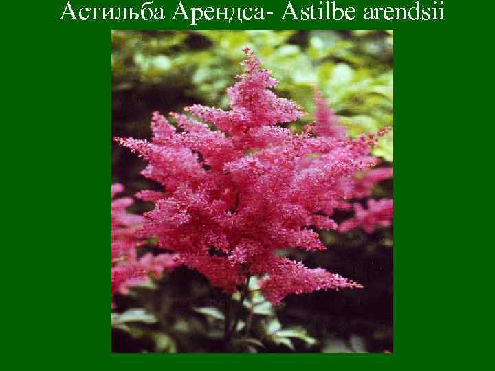 Астильба Арендса- Astilbe arendsii 