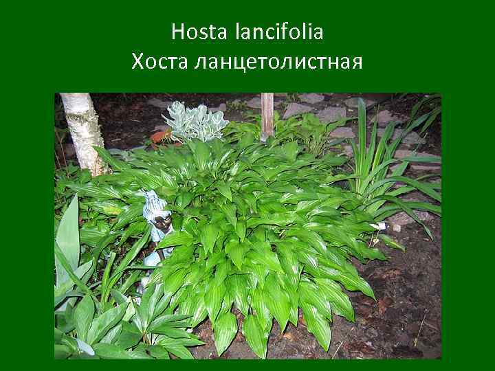 Hosta lancifolia Хоста ланцетолистная 