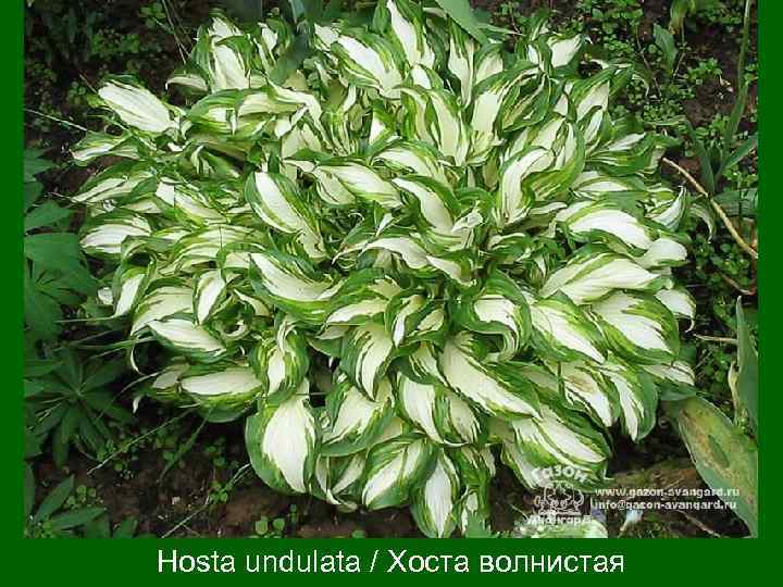 Hosta undulata / Хоста волнистая 