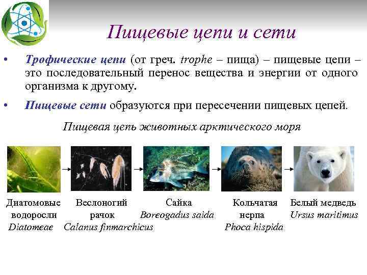 Пищевые цепи и сети • Трофические цепи (от греч. trophe – пища) – пищевые
