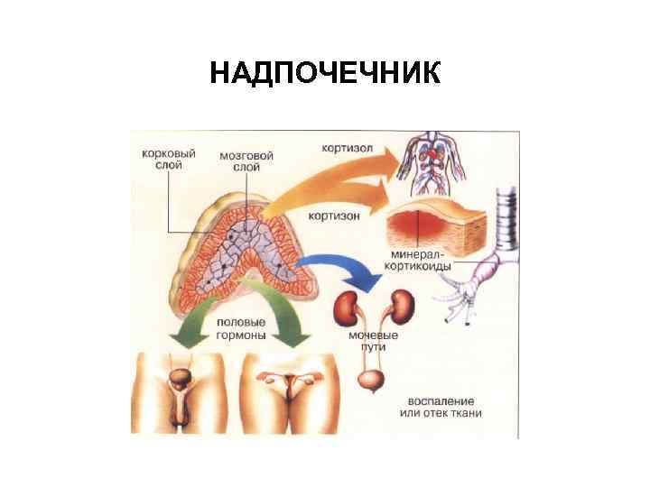 НАДПОЧЕЧНИК 