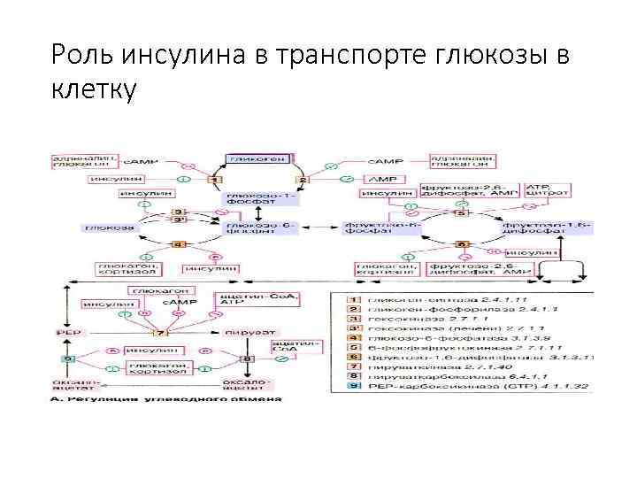 Транспорт глюкозы. Влияние инсулина на транспорт Глюкозы. Транспорт Глюкозы в клетки печени. Транспорт Глюкозы схема. Пути транспорта Глюкозы.