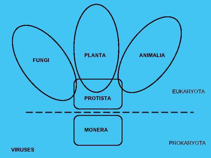 FUNGI PLANTA ANIMALIA EUKARYOTA PROTISTA MONERA PROKARYOTA VIRUSES 