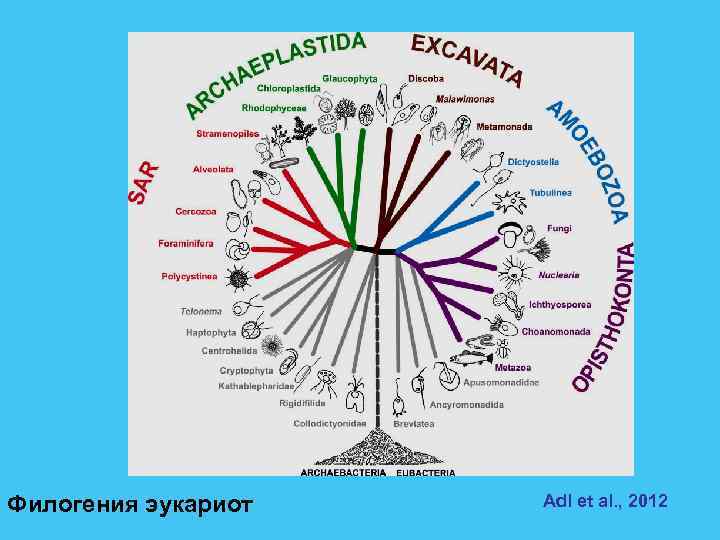 Филогения эукариот Adl et al. , 2012 