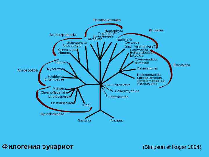 Филогения эукариот (Simpson et Roger 2004) 