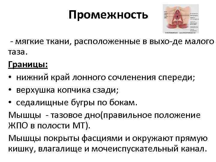 Промежность мягкие ткани, расположенные в выхо де малого таза. Границы: • нижний край лонного