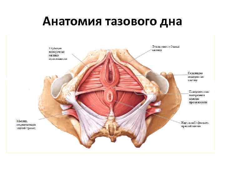 Анатомия тазового дна 