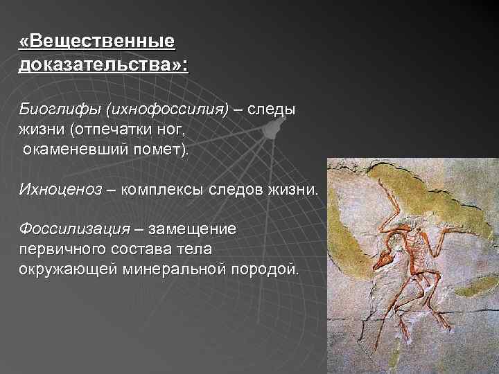  «Вещественные доказательства» : Биоглифы (ихнофоссилия) – следы жизни (отпечатки ног, окаменевший помет). Ихноценоз