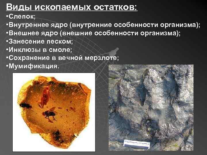 Виды ископаемых остатков: • Слепок; • Внутреннее ядро (внутренние особенности организма); • Внешнее ядро