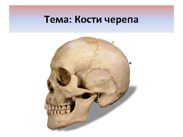 Тема: Кости черепа 