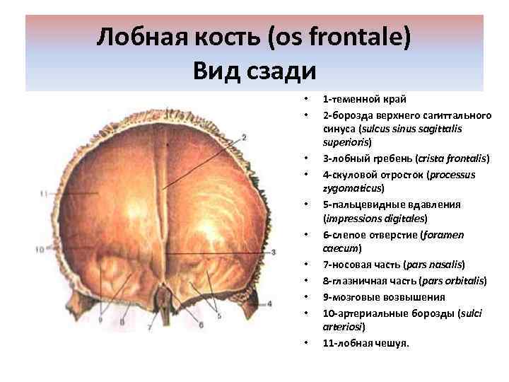 Лобная кость (os frontale) Вид сзади • • • 1 -теменной край 2 -борозда