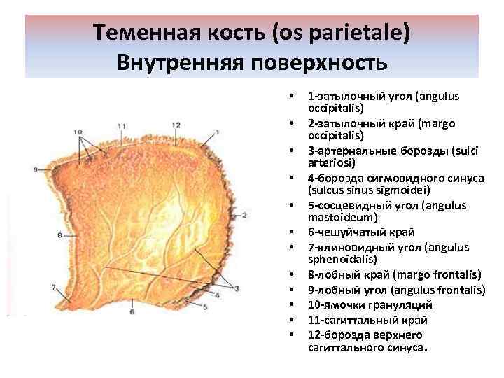 Теменная кость (os parietale) Внутренняя поверхность • • • 1 -затылочный угол (angulus occipitalis)