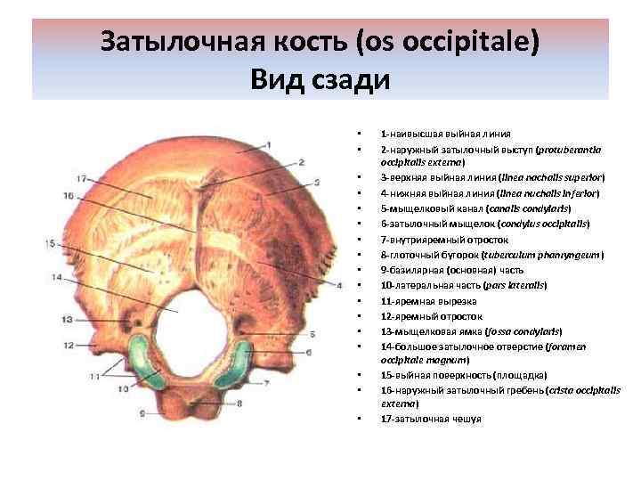 Затылочная кость (os occipitale) Вид сзади • • • • • 1 -наивысшая выйная