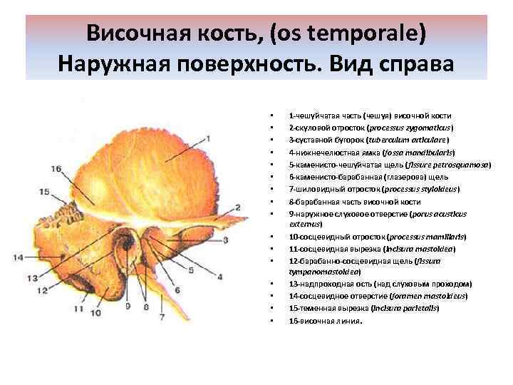 Височная кость, (os temporale) Наружная поверхность. Вид справа • • • • 1 -чешуйчатая