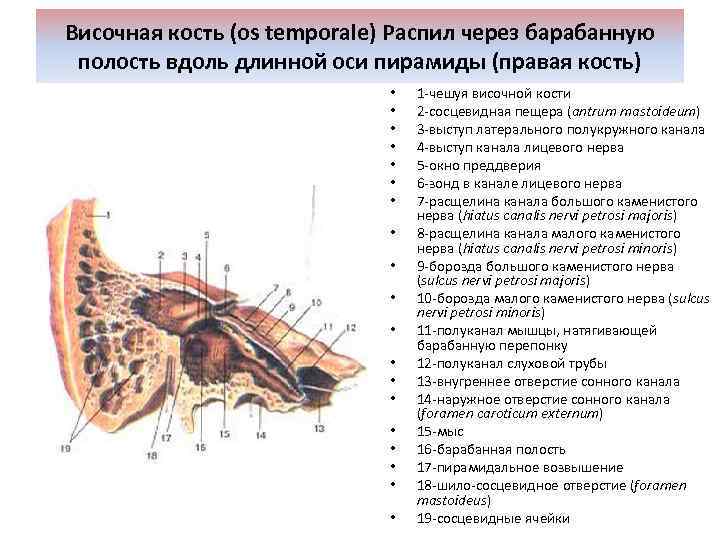 Височная кость (os temporale) Распил через барабанную полость вдоль длинной оси пирамиды (правая кость)