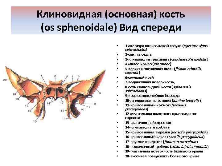 Клиновидная (основная) кость (os sphenoidale) Вид спереди • • • • • 1 -апертура