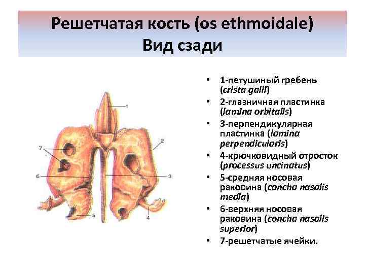 Решетчатая кость (os ethmoidale) Вид сзади • 1 -петушиный гребень (crista galli) • 2