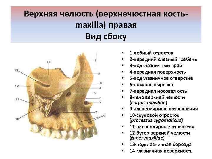 Верхняя челюсть (верхнечюстная костьmaxilla) правая Вид сбоку • • • • 1 -лобный отросток
