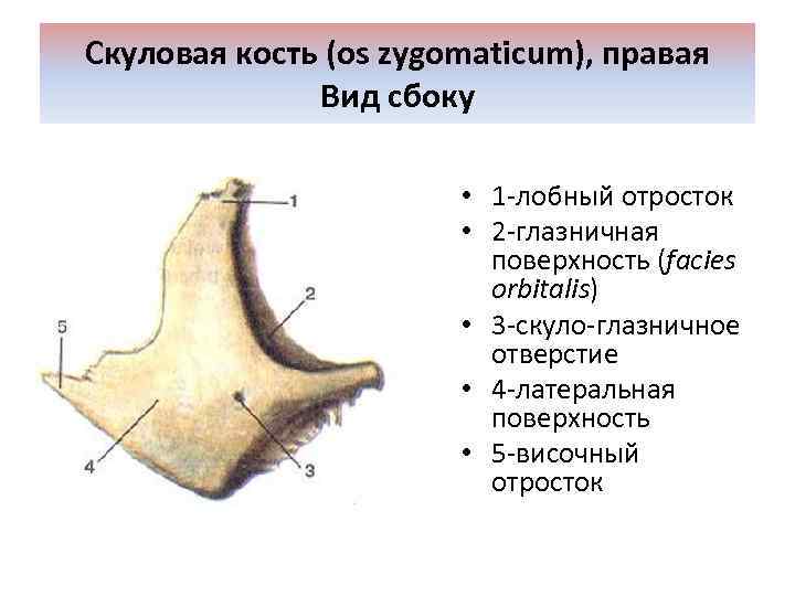 Скуловая кость (os zygomaticum), правая Вид сбоку • 1 -лобный отросток • 2 -глазничная