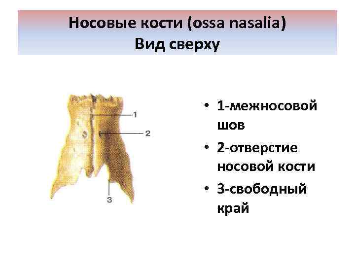 Носовые кости (ossa nasalia) Вид сверху • 1 -межносовой шов • 2 -отверстие носовой