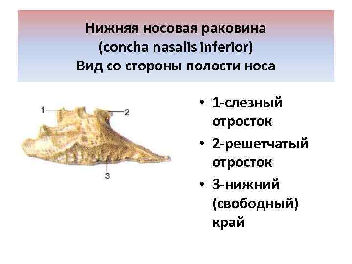 Нижняя носовая раковина (concha nasalis inferior) Вид со стороны полости носа • 1 -слезный