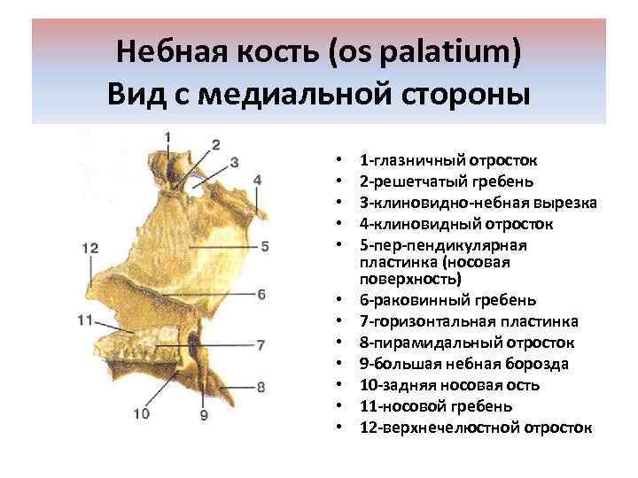 Небная кость (os palatium) Вид с медиальной стороны • • • 1 -глазничный отросток