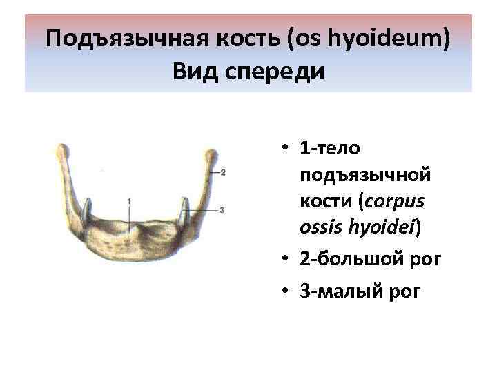 Подъязычная кость (os hyoideum) Вид спереди • 1 -тело подъязычной кости (corpus ossis hyoidei)