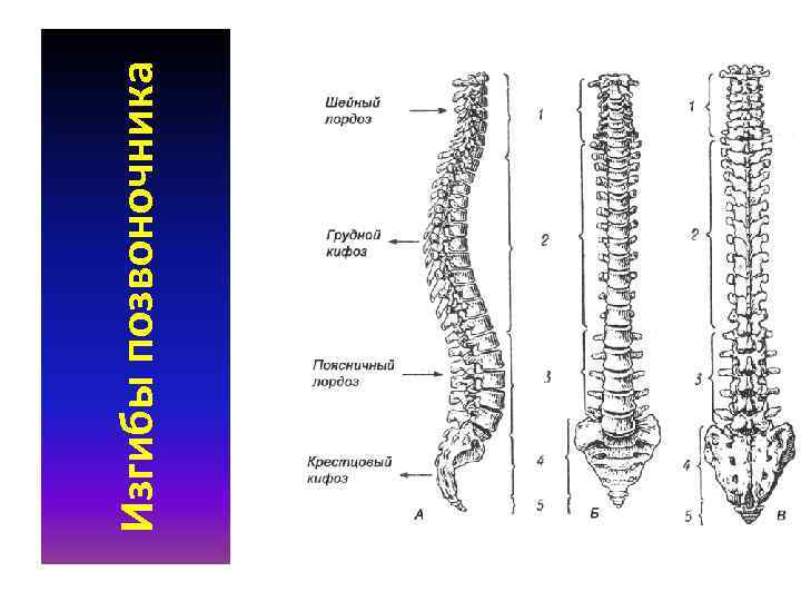 Изгибы позвоночника 