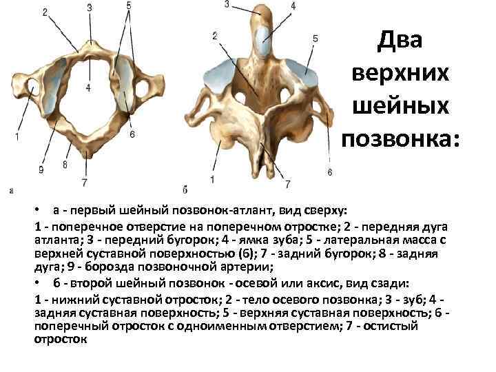 Первый шейный позвонок фото