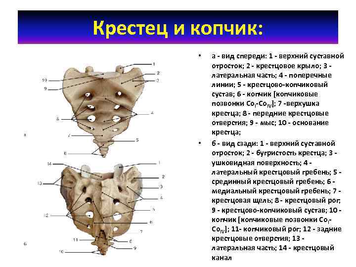 Крестец и копчик: • • а - вид спереди: 1 - верхний суставной отросток;