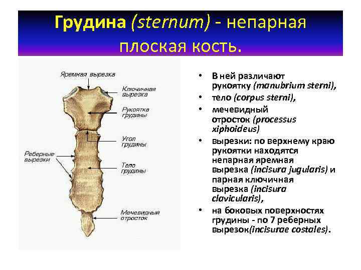 Тема кости. Кости туловища кости позвоночного столба. Грудина плоская кость. Грудина непарная кость. Непарная вырезка рукоятки грудины.