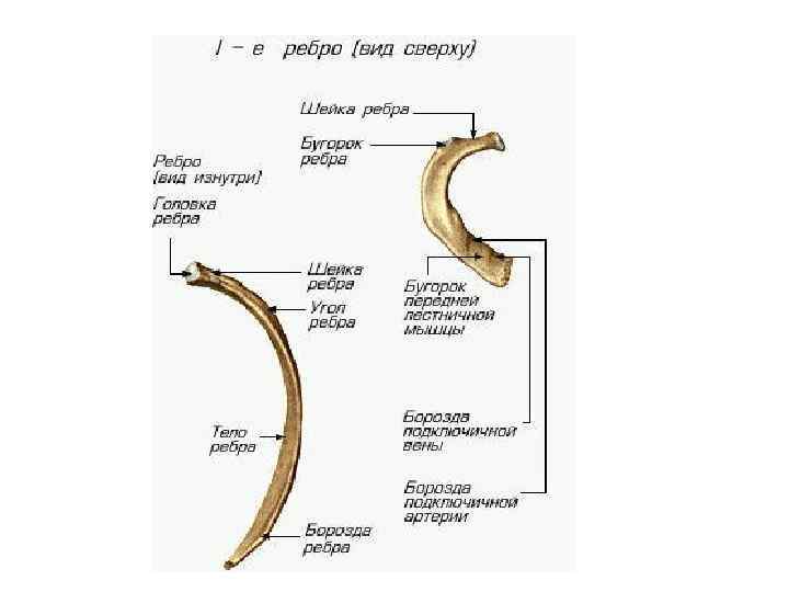 Строение ребра. Головка ребра бугорок ребра. Первое ребро вид снизу. Строение ребра вид сбоку. Строение ребра на латыни.