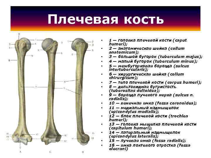 Плечевая кость • • • • 1 — головка плечевой кости (caput humeri); 2