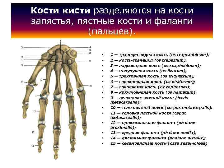 Кости кисти разделяются на кости запястья, пястные кости и фаланги (пальцев). • • •