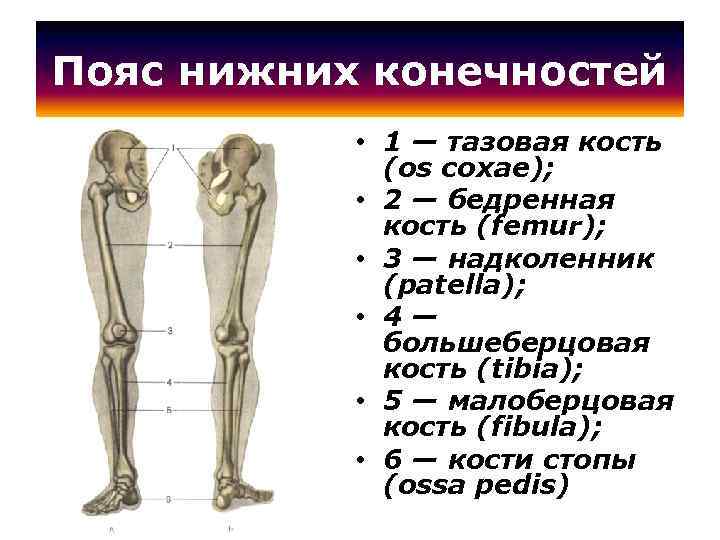 Пояс нижних конечностей • 1 — тазовая кость (os coxae); • 2 — бедренная