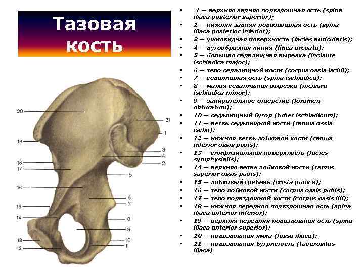 Тазовая кость • • • • • • 1 — верхняя задняя подвздошная ость