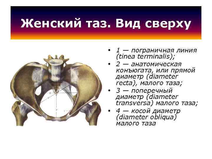 Женский таз. Вид сверху • 1 — пограничная линия (tinea terminalis); • 2 —