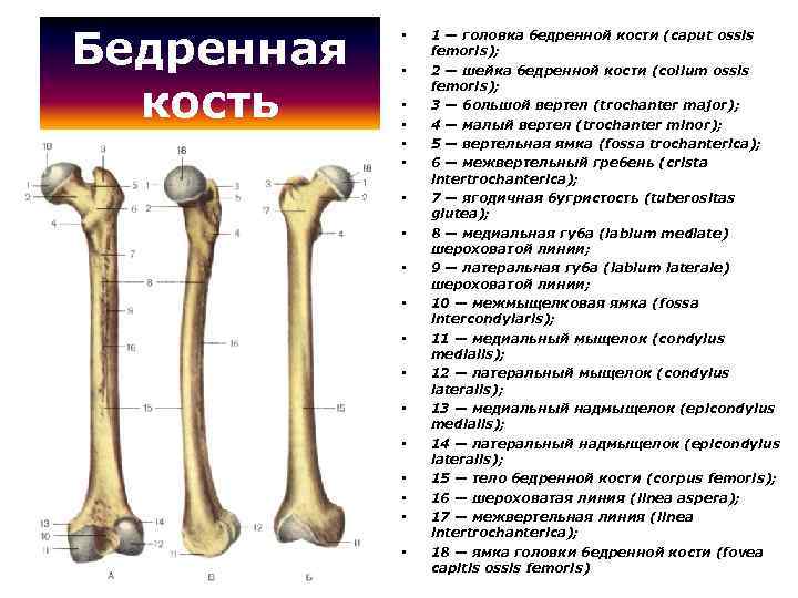 Бедренная кость • • • • • 1 — головка бедренной кости (caput ossis