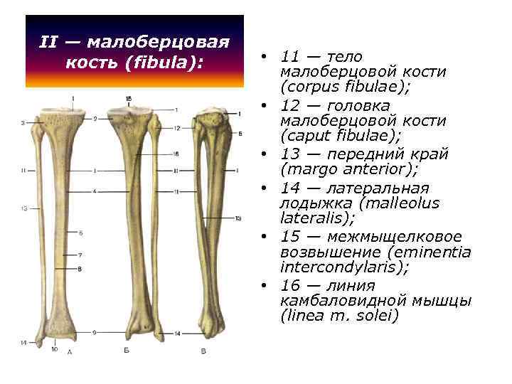 II — малоберцовая кость (fibula): • 11 — тело малоберцовой кости (corpus fibulae); •