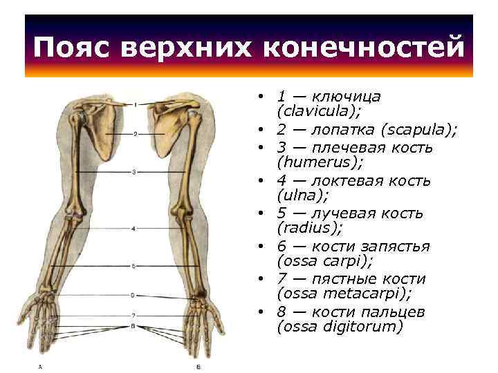 Левая лучевая кость у человека фото