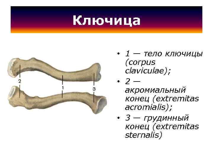 Ключица • 1 — тело ключицы (corpus claviculae); • 2 — акромиальный конец (extremitas