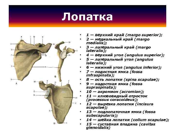 Лопатка • • • • 1 — верхний край (margo superior); 2 — медиальный